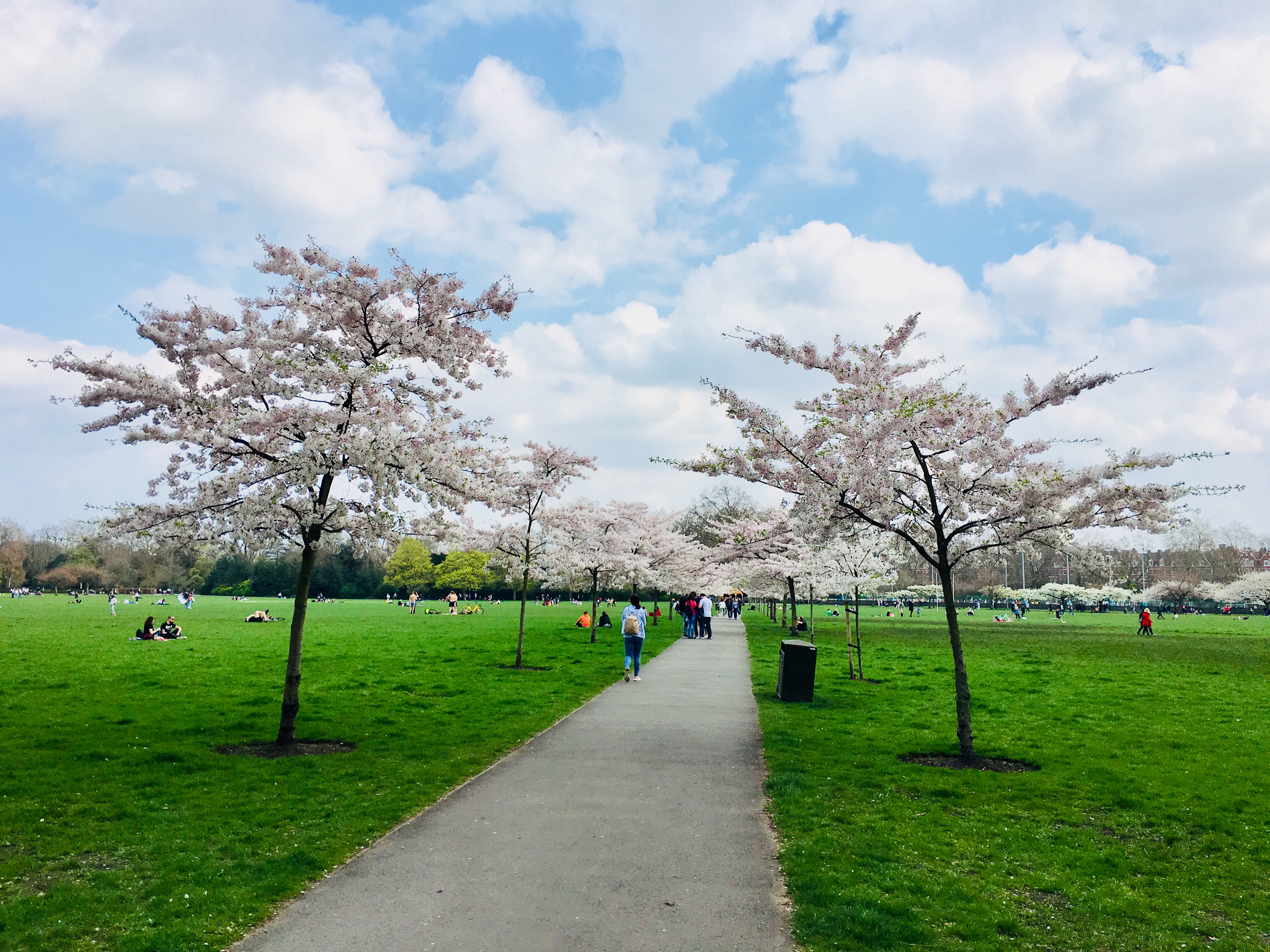 ロンドンにも桜並木が やっぱり日本が好きなんだよな Tamipote